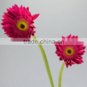 Factory Purple Petal gerbera fresh flower