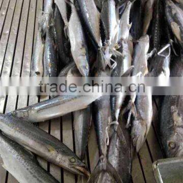 Frozen Whole Round Spanish Mackerel (scomberomorus Niphonius) photo-3