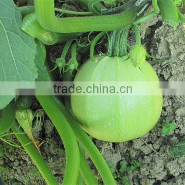 Green Pearl 1 early mature round shape summer squash seeds