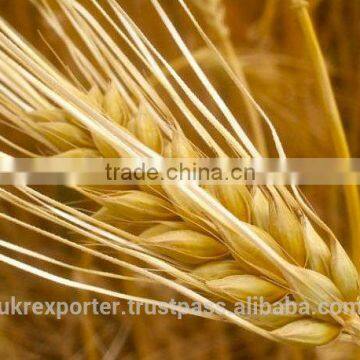 Best BARLEY From Direct UKRAINE PRODUCER photo-2