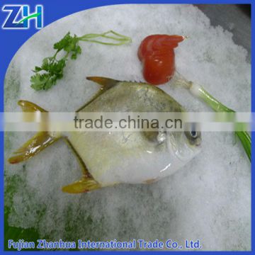 best golden pomfret fish for sale