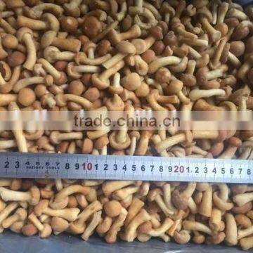 frozen mushroom nameko iqf grade A