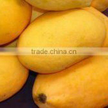 Hot Selling Fresh Pakistani Chaunsa Mango ( Special Offer for Iran ) photo-5