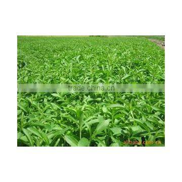 ISO HACCP KOSHER FDA Factory Directly Supplier Stevia Leaf Extract RA98% Stevia Extract photo-6