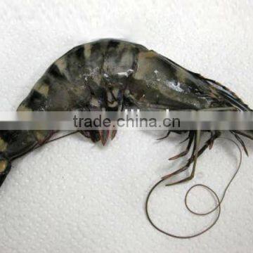 frozen big balck tiger shrimp 180g