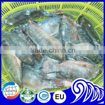 Frozen Tilapia Wholesale Price Fish for Canning photo-6