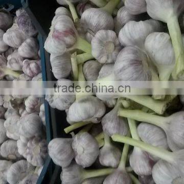 2017Hot sale Egyptian fresh garlic (Red, White) for export