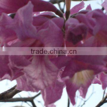 Tecoma rosea Tecoma Climber Pink Rosy Trumpet Tree