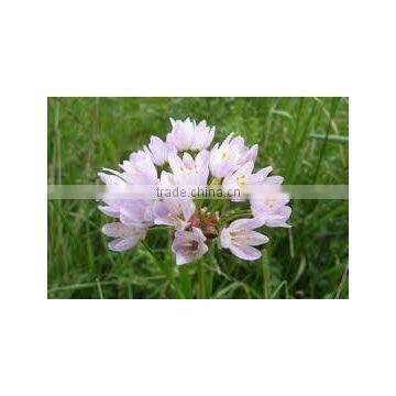 Five Leaved Fumitory powder