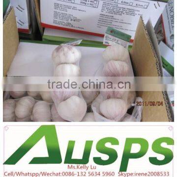 Chinese Fresh Garlic Supplier