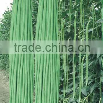 Chinese High Yield Long Green Asparagus Bean Seeds Cowpea Seeds For Sale