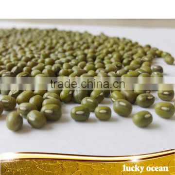 sprouting green mung bean