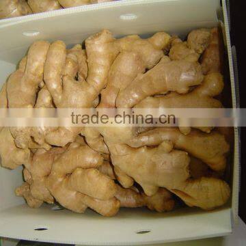 Fresh Ginger photo-6