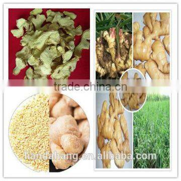 GAP Fresh Yellow Ginger Root