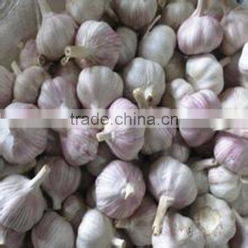 Offer Fresh Organic Garlic without Pesticide