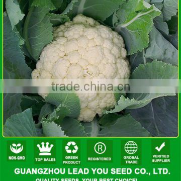 JCF15 Heilong 85 days excellent disease resistant ability hybrid cauliflower seeds f1