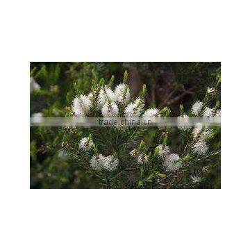 TEA TREE ESSENTIAL OIL BEST EXPORTER OF INDIA photo-3