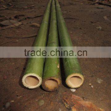 origin Vietnam dry bamboo