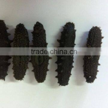 HOT!!! 100% Natural Organic Dried Prickly Sea Cucumber photo-3