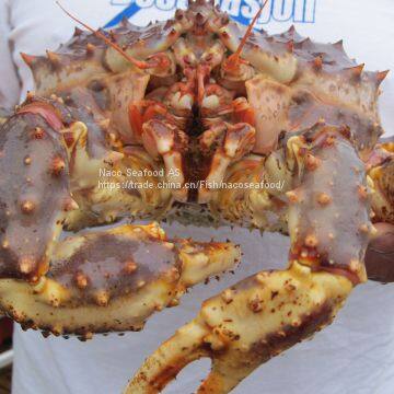 Norwegian Red King Crab, King Crab Legs With Clusters,Live Red King Crab Mud Crab, Live Dungeness Crab photo-3