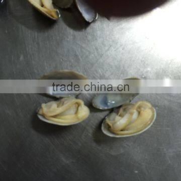 High Quality Frozen Vacuum Packed Short Necked Clam photo-5