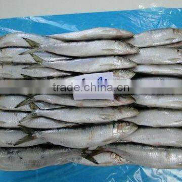30-50G Top Quality Frozen Sardine Fish