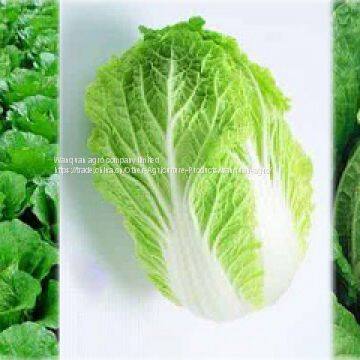 fresh cabbage