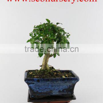 Ligustrum 15cm Ball