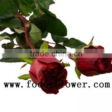 Beautiful rose flower scenery fresh cut lotus flowers black magic in big discount farms directly supply