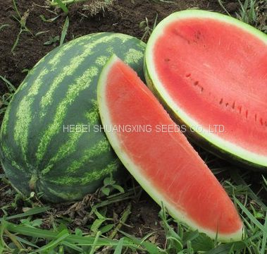 High disease resistance oval shape hybrid watermelon seeds for growing