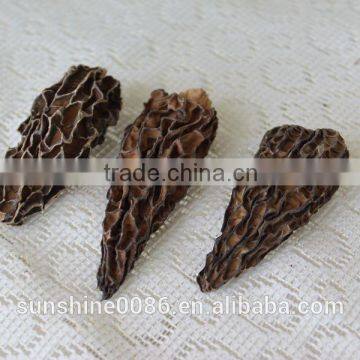 Morel Mushroom and Free Shipping with Morel Mushroom