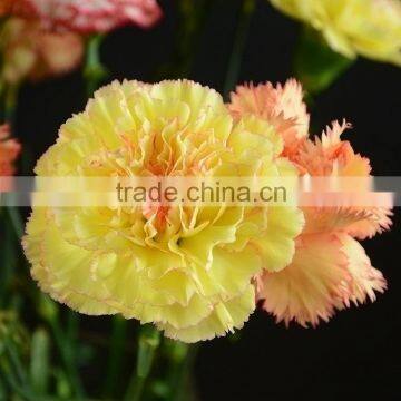 Alibaba china hot-sale amazing type carnation