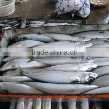 Pacific Frozen Mackerel