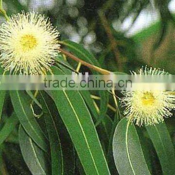 Eucalyptus Oil ( Complies to IP )