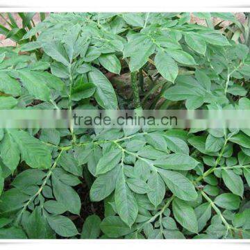 Zero Calorie Pumpkin Konjac Noodle photo-2