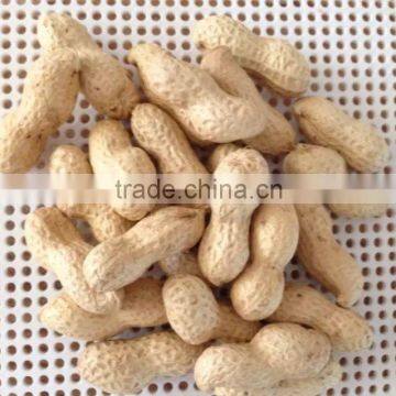 Peanut Kernels 38-42, 28-32, 24-28 photo-2