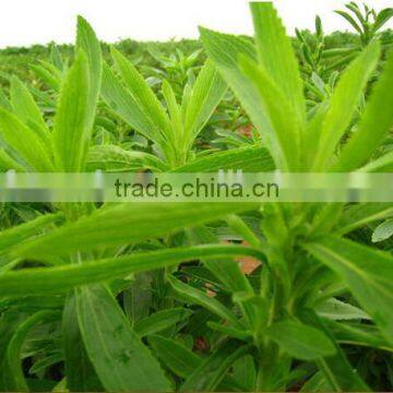 ISO HACCP KOSHER FDA Factory Directly Supplier Stevia Leaf Extract RA98% Stevia Extract photo-4