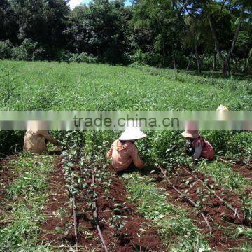 Vietnamese High Quality GREEN TEA photo-4