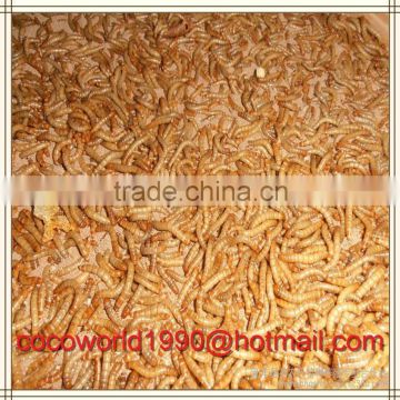 premium Animal Fodder dried mealworms bulk