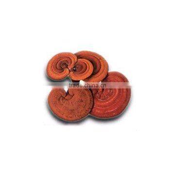 Reishi Extract Polysaccharides