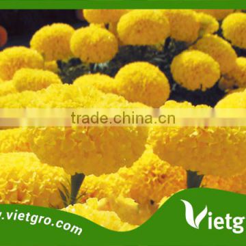 High Yield F1 Hybrid Marigold Seeds VGMG 300.03