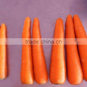 2015 new crop fresh carrot fresh vegetable supply