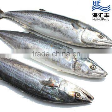 Fresh frozen spanish mackerel price competitive