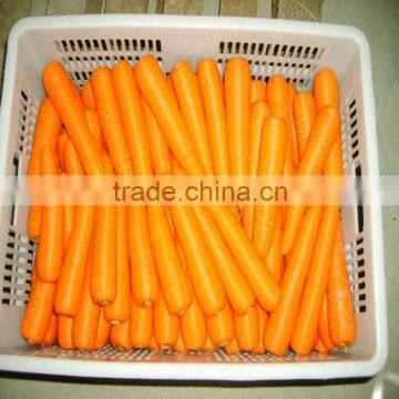 Yellow Carrot Price