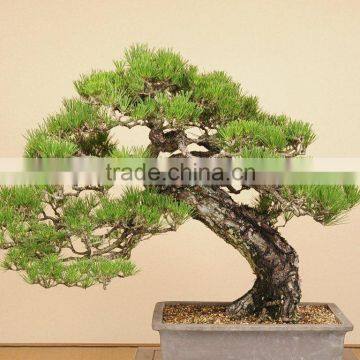 Bonsai