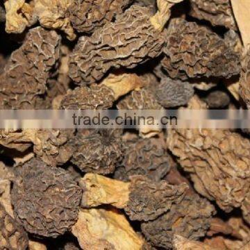 organic morels conica mushroom dried morel