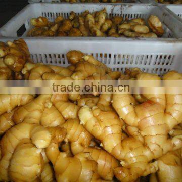 2015 China Fresh Crop Big Ginger photo-6
