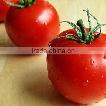 Organic Tomato Extract Lycopen 5-20% in Store