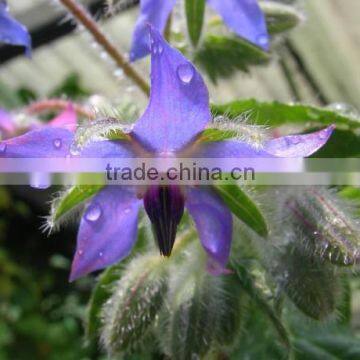 Best Price and Quality Cold Pressed Organic Borage Oil Bulk Plant Extract photo-3