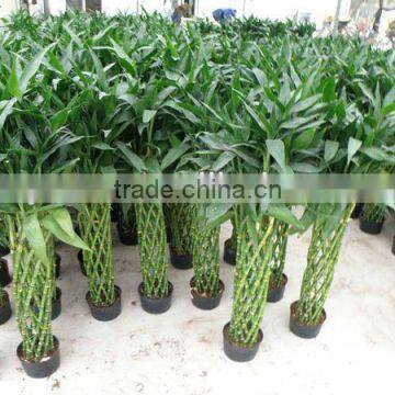 Lucky bamboo,indoor plants